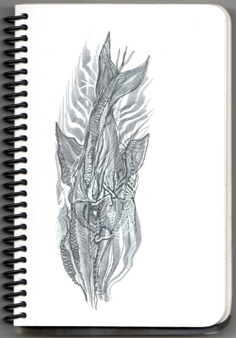 poisson du jour par Kajan