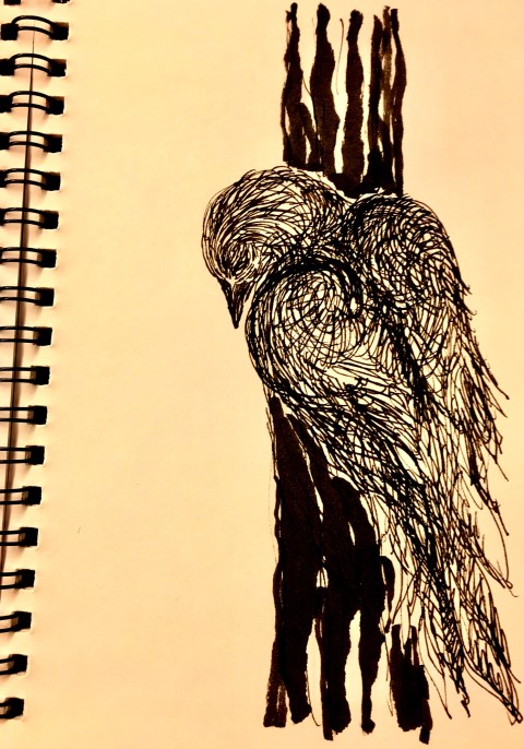 oiseau-noir-par-kajanc