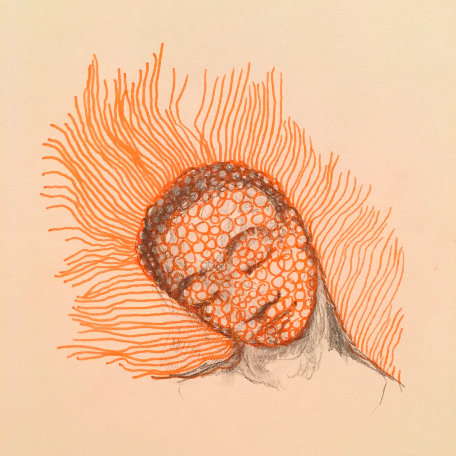 orange-moleculaire-par-kajanc