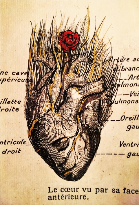 coeur face antérieure par Kajan(c)