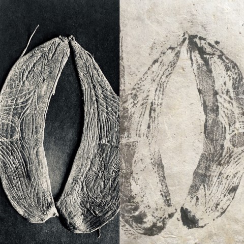 estampe bananière par Kajan(c)