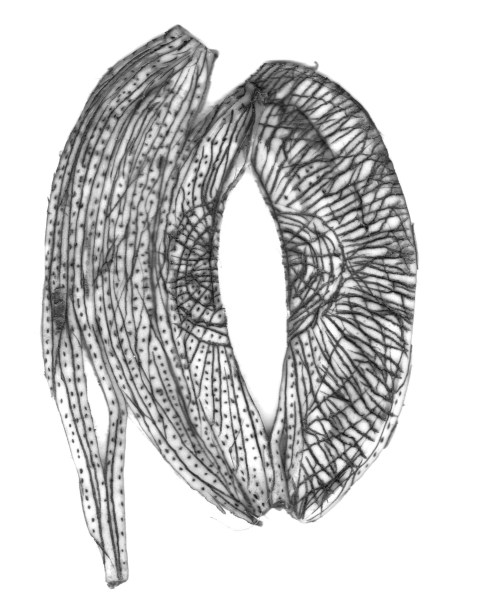 scan peau de banane gravée par Kajan(c)