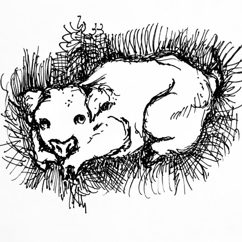 mon cousin par Kajan(c)