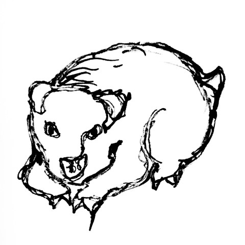 regard de porc par Kajan(c)